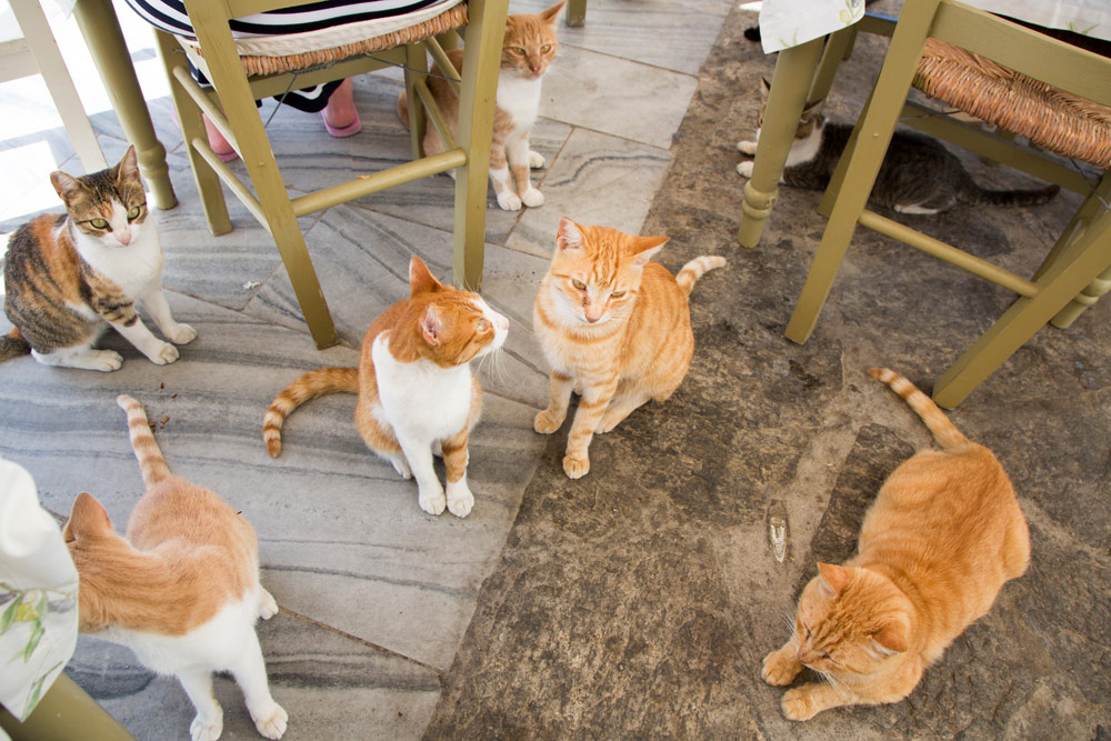 Ook de katten zitten klaar voor de lunch bij dit restaurant in Piso Livado, Cycladen, eilandhoppen Griekenland