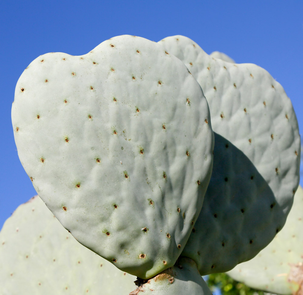 hartvormige cactussen bij eco design-hotel Companhia das Culturas, Algarve, Portugal