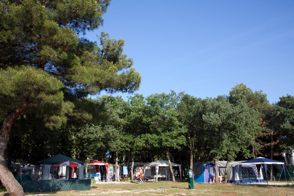 Tentjes onder de pijnbomen op camping Lanterna Kamperen Kroatie, Istrie, go4holiday, camping
