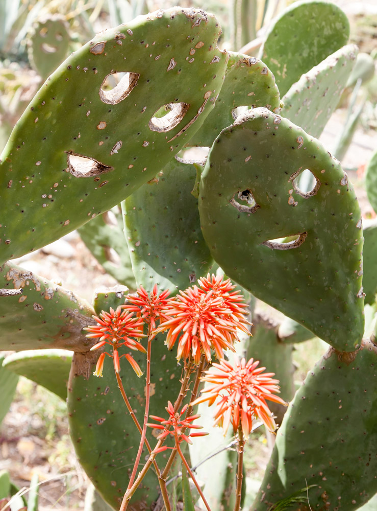 Vrolijke cactussen op Kreta, vakantie rondreis Kreta, Griekenland