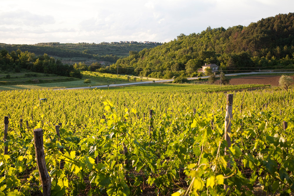 De wijngaarden van wijnhuis Kabola Kamperen in Istrie, Kroatie, go4holiday, camping