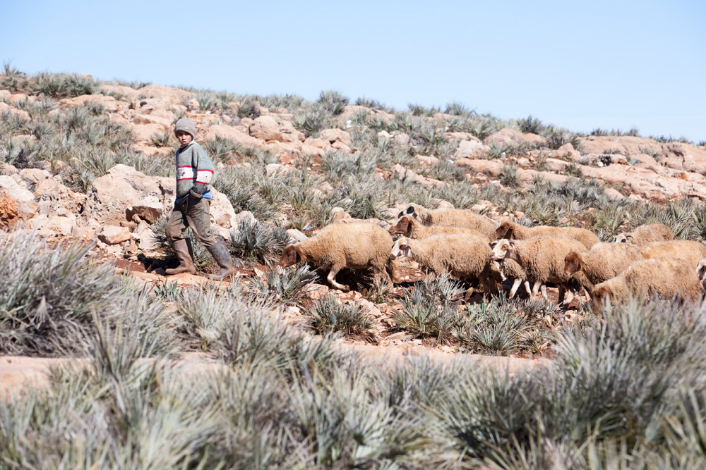De schapenherder in de bergen van Marokko , Rondreis Marokko, koningssteden, camperrondreis,