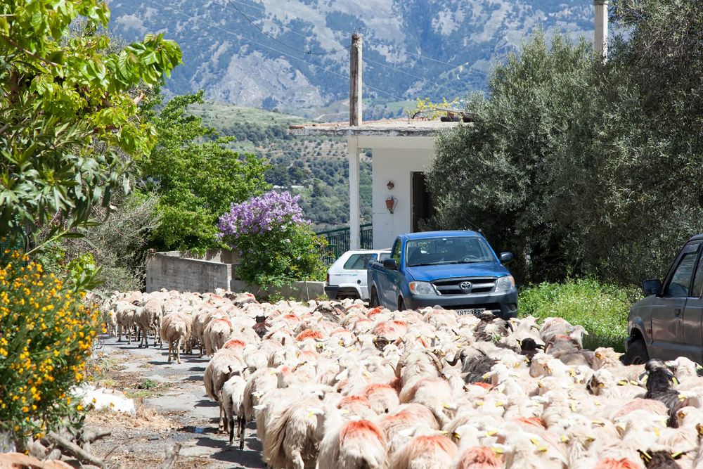 Op Kreta deel je de weg met kuddes schapen en geiten., vakantie Kreta, Griekenland