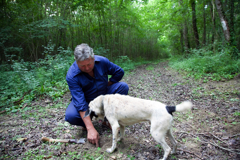 Samen met de honden truffels zoeken in Istrie Kamperen in Istrie, Kroatie, go4holiday, camping