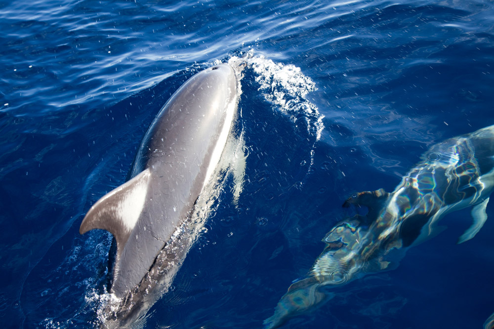Dolfijnen spotten rond Madeira Vakantie op bloemeneiland Madeira, Portugal