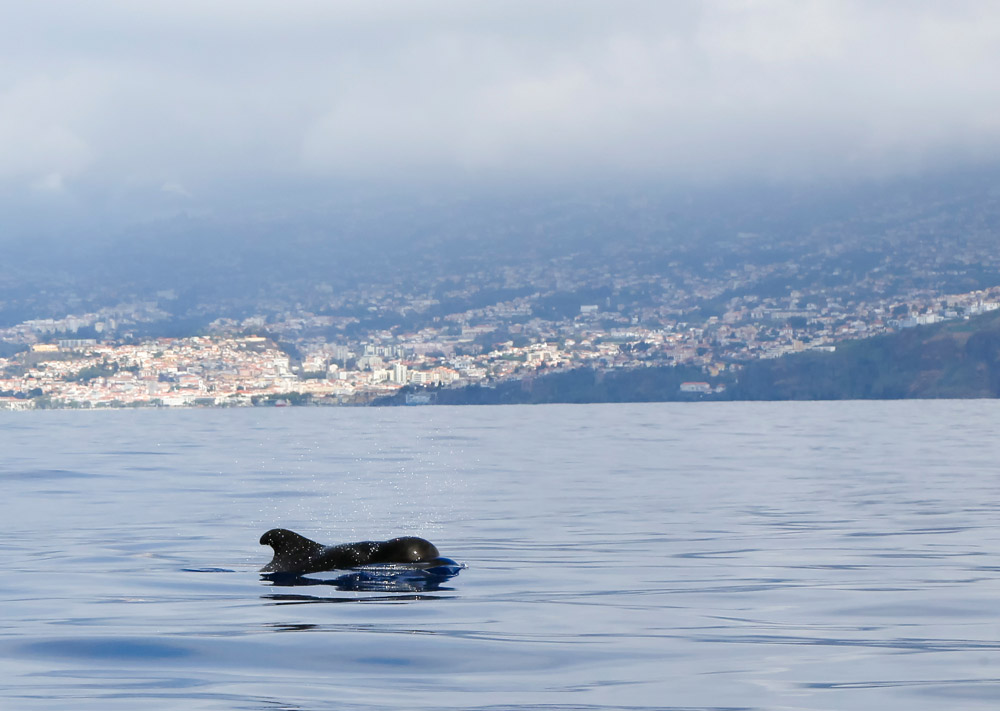 Altijd leuk: het water op en dieren spotten Vakantie op bloemeneiland Madeira, Portugal
