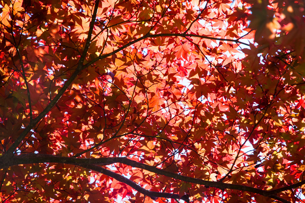 Een intens rood bladerdak in het Kenrokuen park in Kanazawa, Kanazawa, rondreis Japan