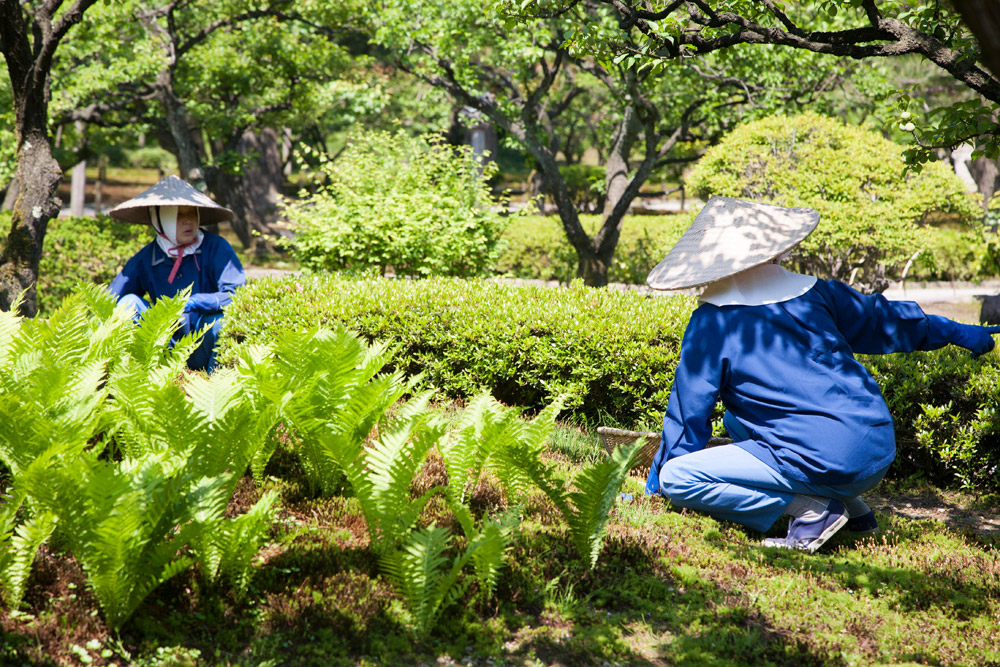 Tuiniersters aan het werk in Kenrokuen park in Kanazawa, Kanazawa, rondreis Japan