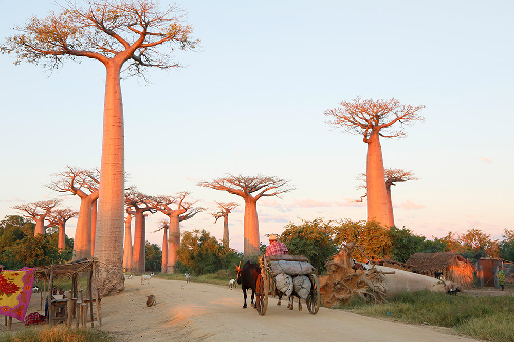 De Allée des Baobabs bij Morondava in Madagaskar, Madagascar