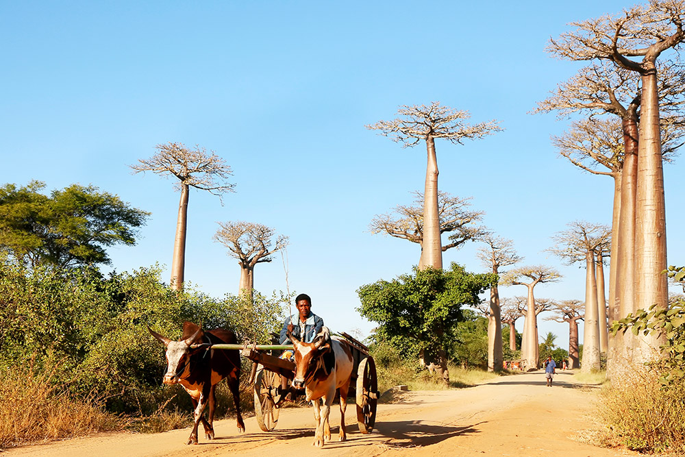De Allée des Baobabs bij Morondava in Madagaskar, Madagascar