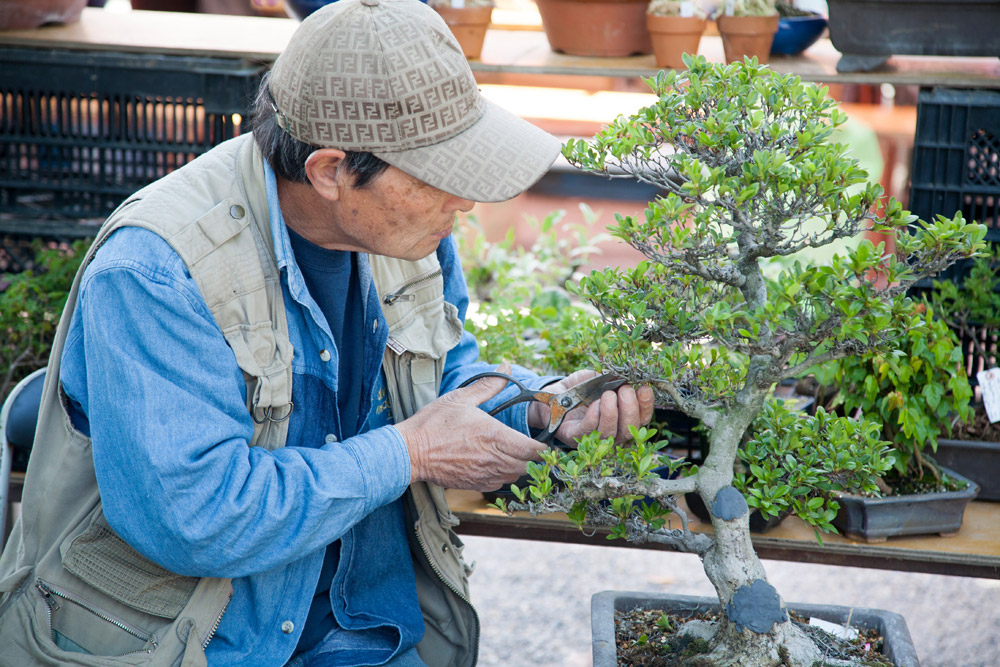 Man werkt aan een bonsaiboompje op de markt bij de To-ji tempel, stedentrip, rondreis, Kyoto, Japan