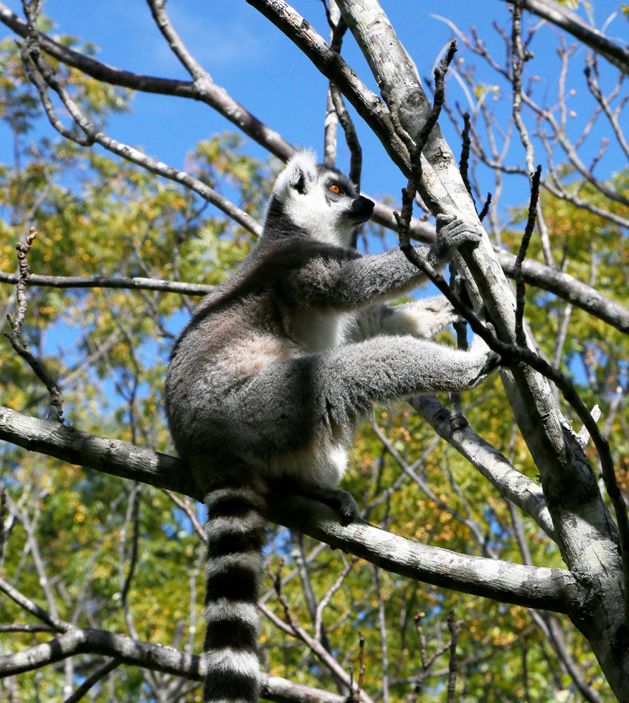 Rondreis Madagascar: ontmoet de lemuren!