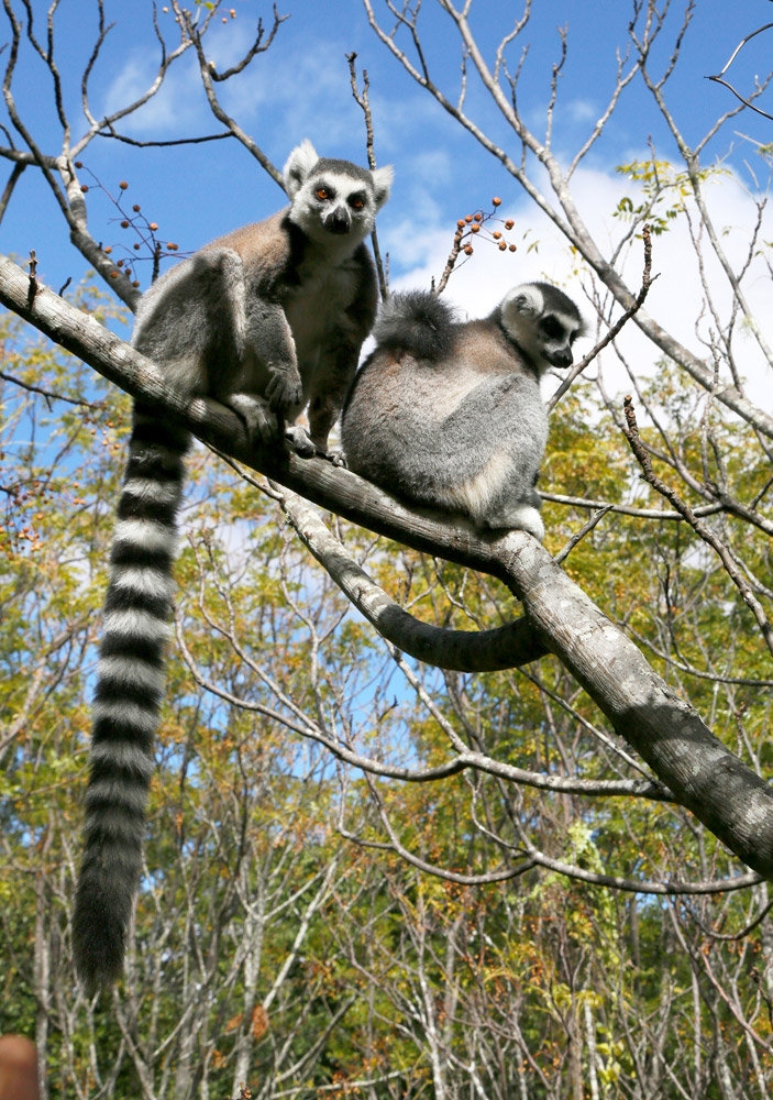 Ringstaart maki, lemuren, in het Anja Reserve nabij Ambalavao , Madagascar, Madagaskar, aap, aapje, halfaapje, rondreis, vakantie, rondreizen, just like to travel, reisblog, reisfotografie, tavelblog, reisjournalist,