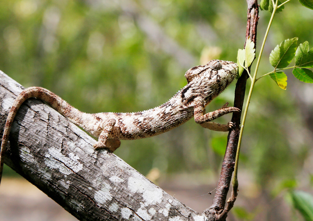 Je moet ze maar net zien, deze bijna onzichtbare reptielen in het Anja reserve, Madagascar, Madagaskar, rondreis, vakantie, rondreizen, just like to travel, reisblog, reisfotografie, tavelblog, reisjournalist, 