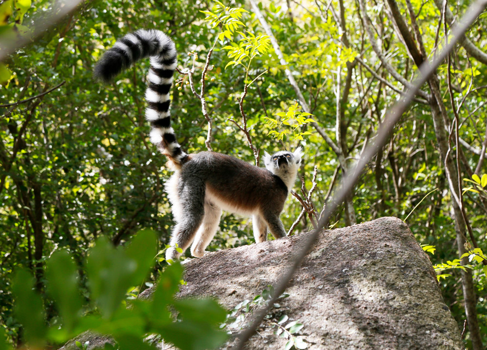 Duidelijk waarom dit de ringstaart lemuur is, Madagascar, Madagaskar, rondreis, vakantie, rondreizen, just like to travel, reisblog, reisfotografie, tavelblog, reisjournalist, 