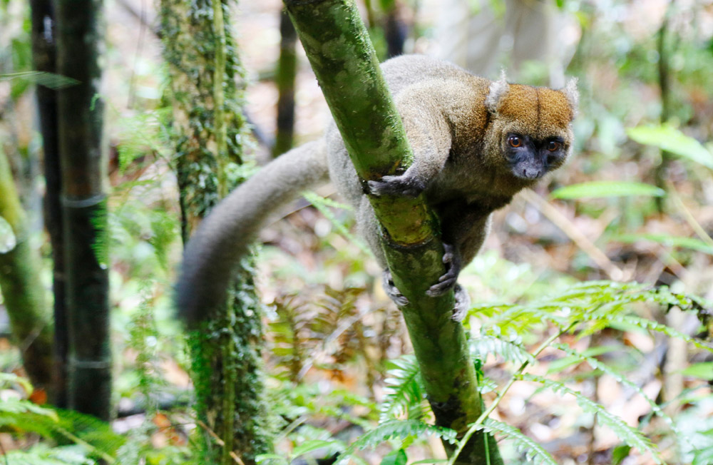 Zo dichtbij, de zeldzame grote bamboe lemuur in het Ranomafana regenwoud, Madagascar, Madagaskar, rondreis, vakantie, rondreizen, just like to travel, reisblog, reisfotografie, tavelblog, reisjournalist, 