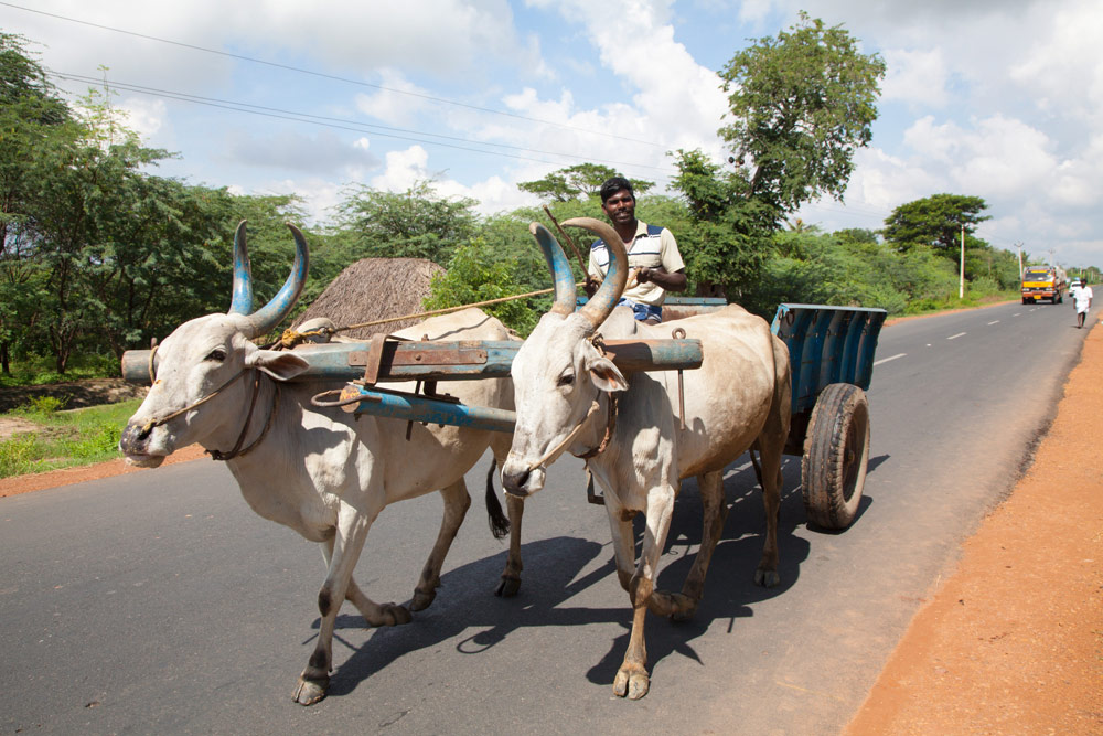 Karren voortgetrokken door koeien in Tamil Nadu, India, Onderweg tussen Pondicherry en Tanjore, Tamil Nadu, India