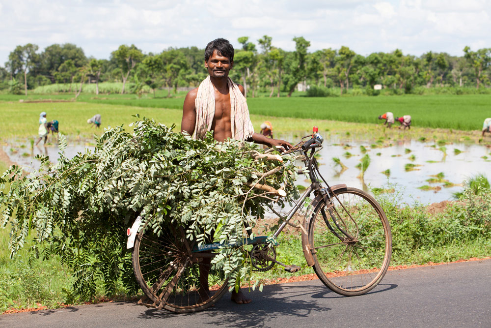 Er kan best veel achterop de fiets, Onderweg tussen Pondicherry en Tanjore, Tamil Nadu, India