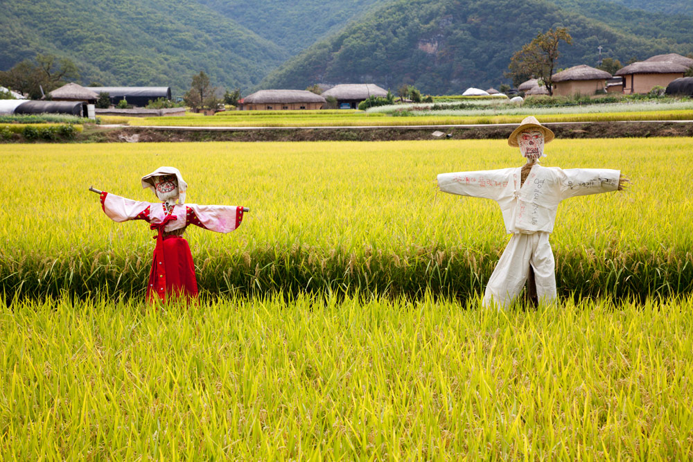 Vogelverschrikkers in de rijstvelden van Andong, Rondreis Zuid-Korea, bezienswaardigheden, hotspots