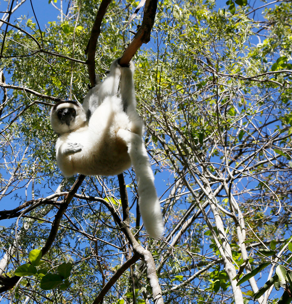 Een sifaka lemuur in Isalo Natuur Park Op vakantie naar Madagascar, Madagaskar, rondreis