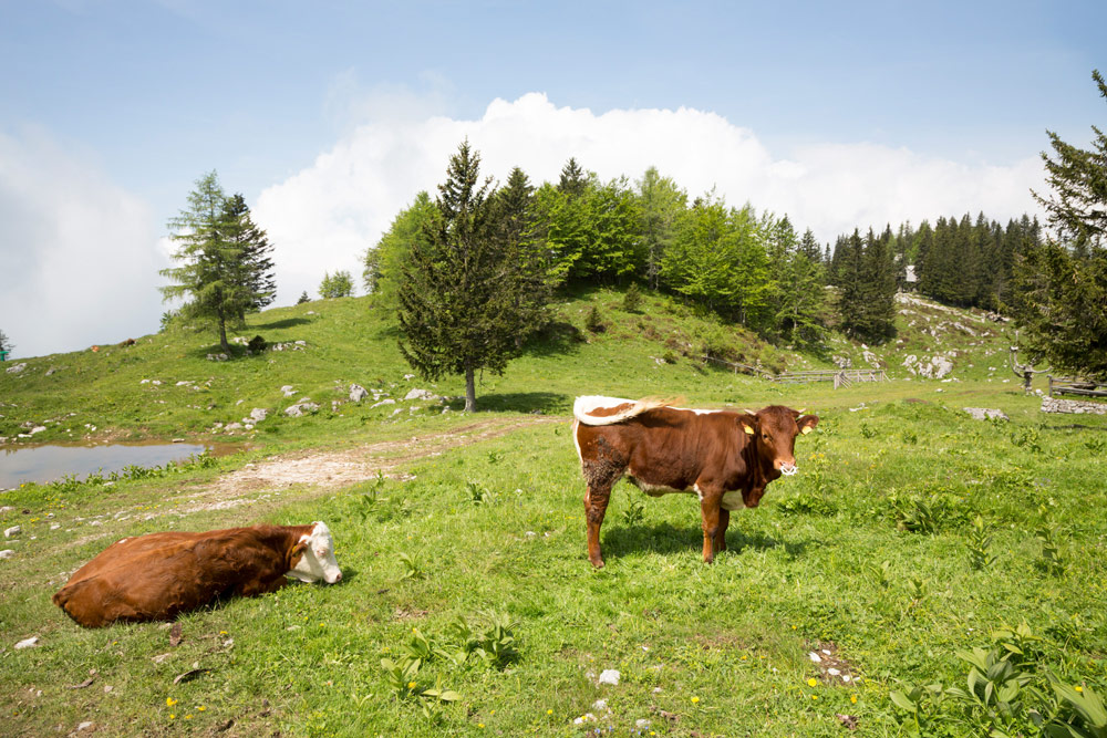 De eerste koeien op de weides van Velika planina in Slovenie , Wandelen op het plateau Velika planina nabij de stad Kamnik in Slovenie