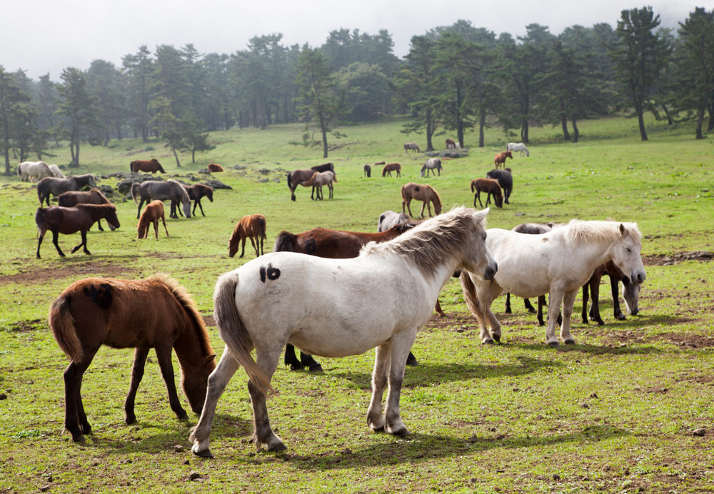 De beroemde paarden van Jeju-eiland, Rondreis Zuid-Korea, bezienswaardigheden, hotspots