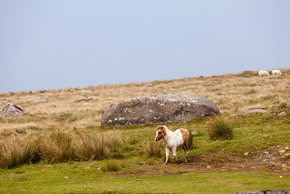 De Dartmoor pony's voor wat natuurlijke paardenkracht - Cornwall - vakantie rondreis in Zuid Engeland
