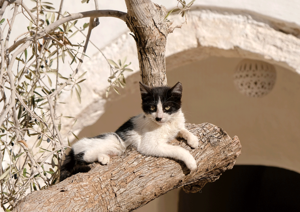 Kat in de olijfboom bij hotel Marhala op Djerba - Vakantie Djerba, Tunesie, rondreis, strandvakantie