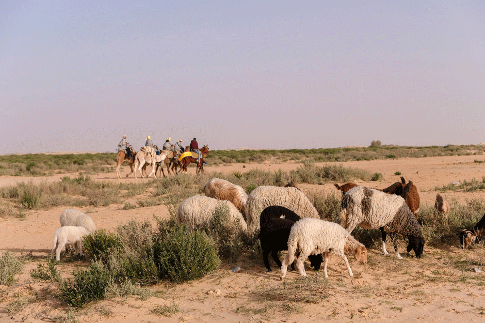 Per kameel of dromedaris de Sahara woestijn verkennen bij Douz - Vakantie Djerba, Tunesie, rondreis, strandvakantie