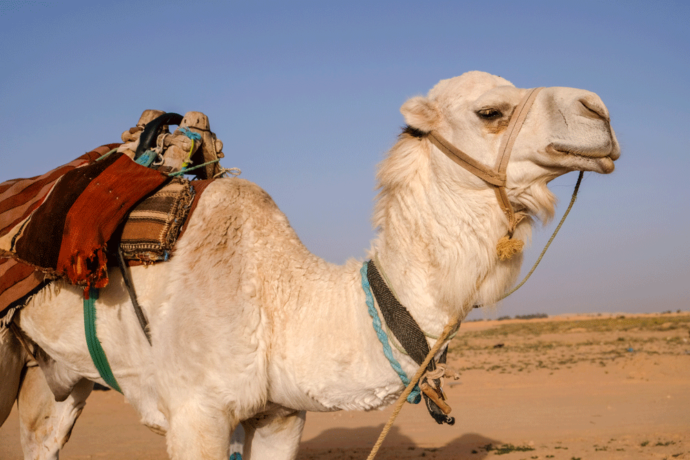 Een kameel, dromedaris in de woestijn bij Douz - Vakantie Djerba, Tunesie, rondreis, strandvakantie