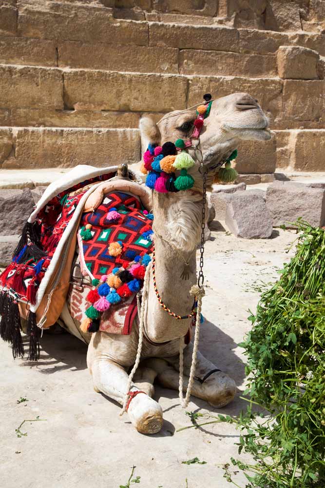 De kamelen liggen klaar voor een tochtje langs de piramides van Gizeh Vakantie Egypte, bezienswaardigheden rondom Hurghada, visum Egypte aanvragen