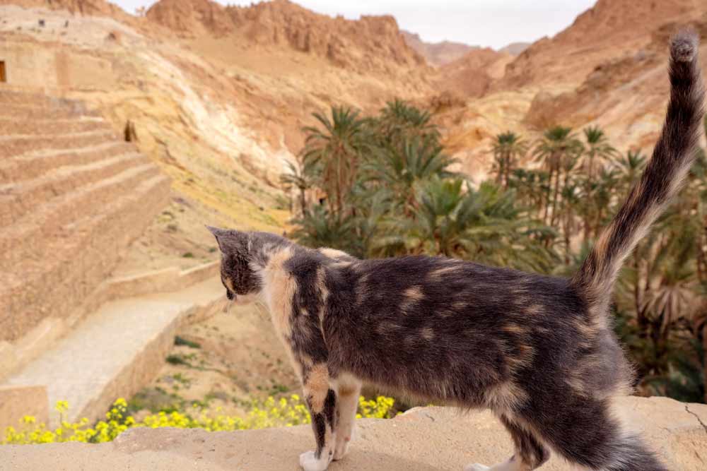 Een van de katten in oase Chebika - vakantie Tunesie: rondreis langs bezienswaardigheden en hotspots in het binnenland
