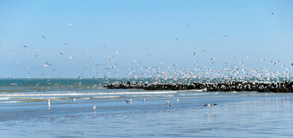 Het strand van Bredene aan zee is vrijwel leeg, op grote groepen zeemeeuwen na. Bredene aan zee, Belgie. Activiteiten, wandelen, yoga, suppen, sup, restaurants, vakantiepark Roompot
