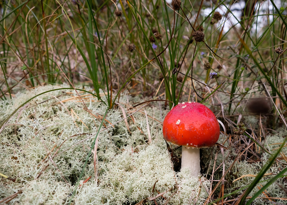 Het bos van Darss met natuurlijk paddenstoelen in de herfst. Bezoek aan het Darss bos op weg aar Rugen, Mecklenburg Vorpommern, Duitsland