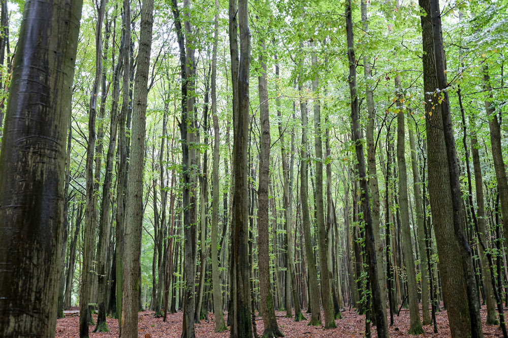 Wandelen tussen de beukenbomen in Jasmund National Park. Rondreis Duitse Oostzee, van Darss naar Rugen via Stralsund, Duitsland
