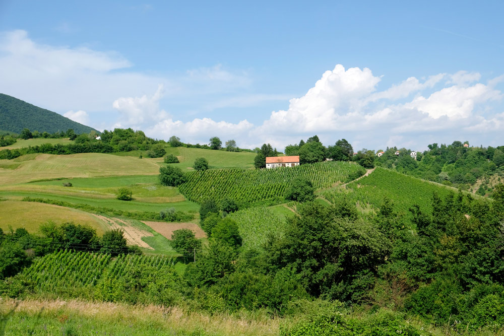 Het glooiende wijngebied van de Plešivica regio