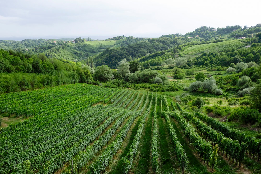 Vakantie Kroatie: rijd de wijnroute door het wijngebied Plešivica