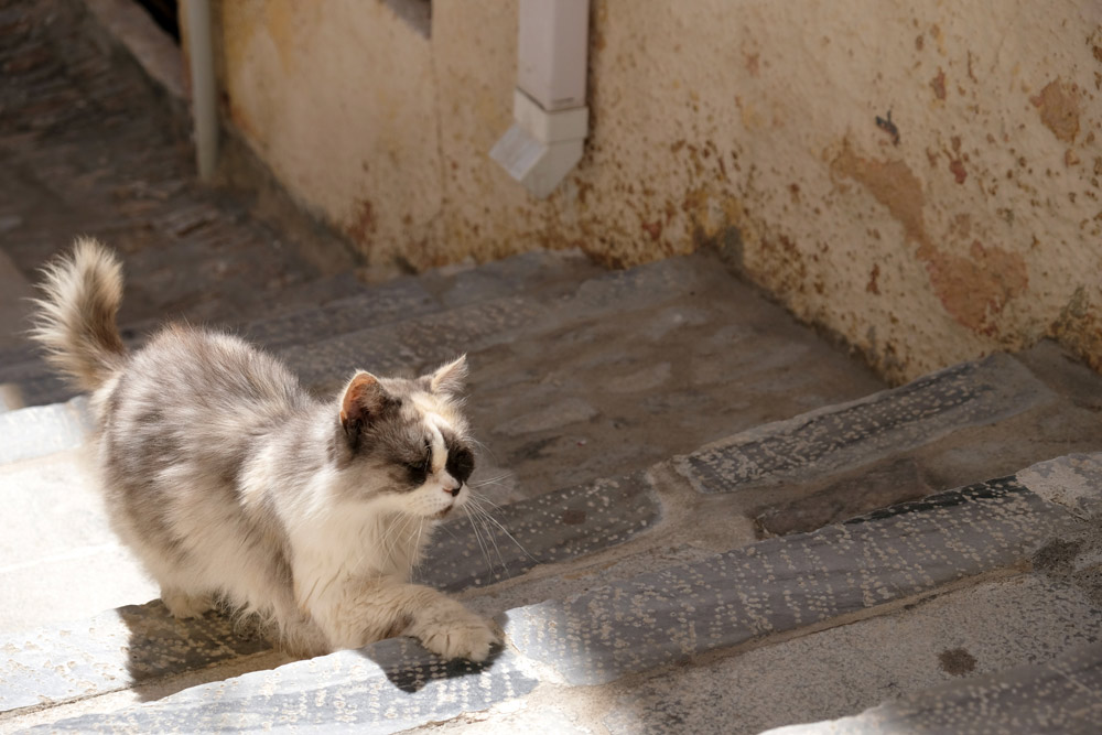 Ano Syros is een kattenparadijs Syros, Griekenland, Cycladen, eiland, rondreis, eilandhoppen, hoppen, island,