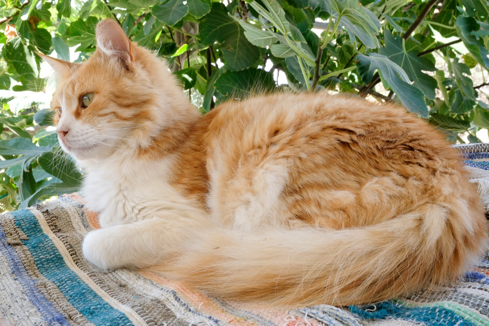 Bij Kini Cat Cafe (of Syros Cats) krijgen katten alles wat ze nodig hebben. Syros, Griekenland, Cycladen, eiland, rondreis, eilandhoppen, hoppen, island,