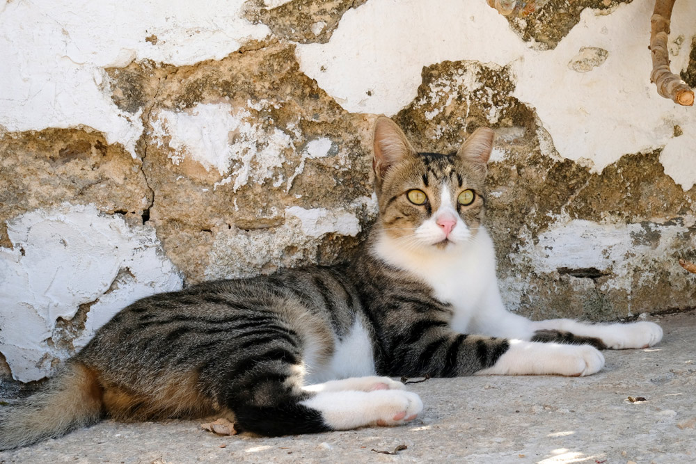 Een goed leven voor de katten bij het Kini Cat Café op Syros. Syros, Griekenland, Cycladen, eiland, rondreis, eilandhoppen, hoppen, island,