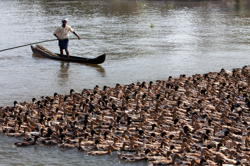 De duckboys of eendenhoeders van Kerala, Zuid-India. rondreis Zuid-India, Kerala. Autorondreis