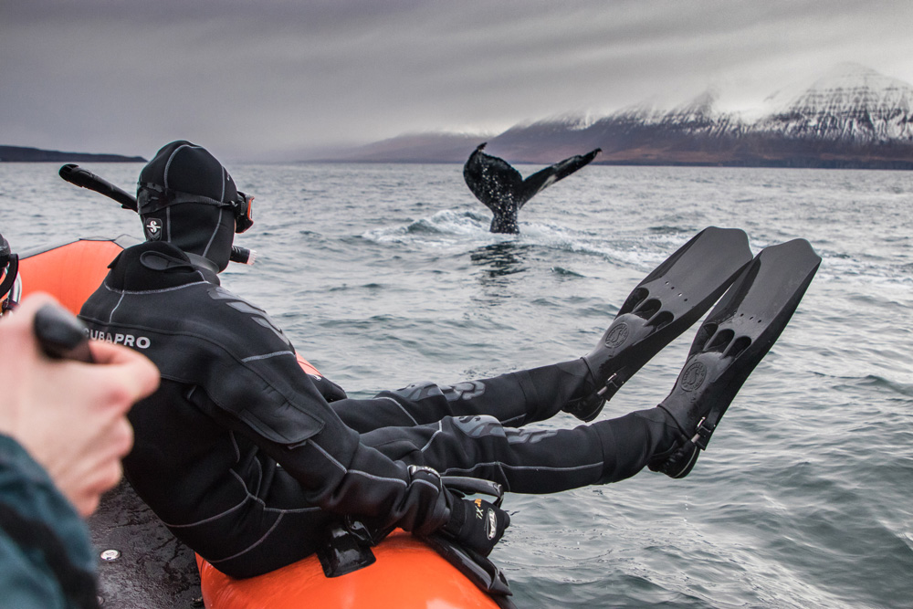 Nog spannender dan gewoon walvis spotten: snorkelen met walvissen. Rondreis Noord-IJsland met Voigt , bezienswaardigheden, hotspots