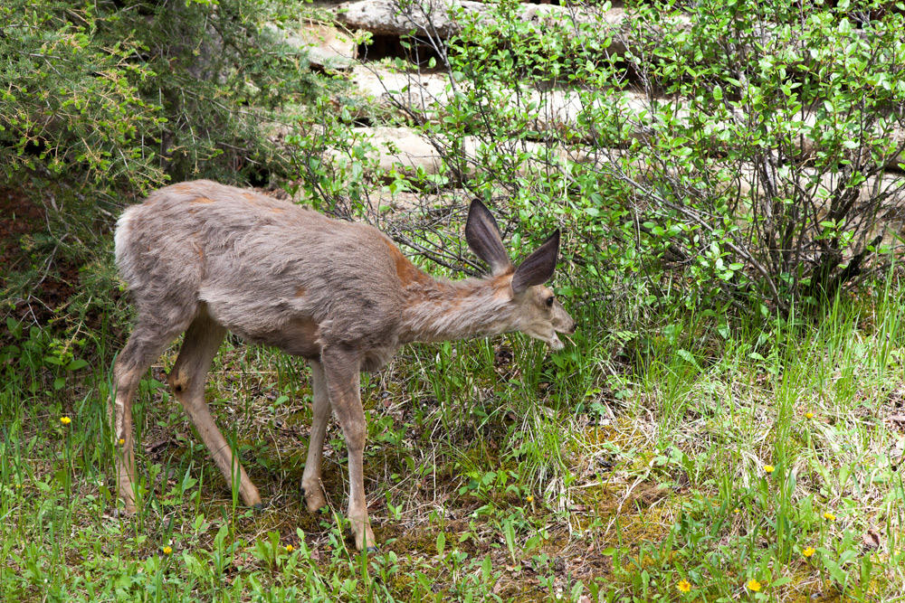 Wilde dieren zijn bijna tam in Banff, Canada. Treinreis Canada, met de Rocky Mountaineer van Banff naar Vancouver