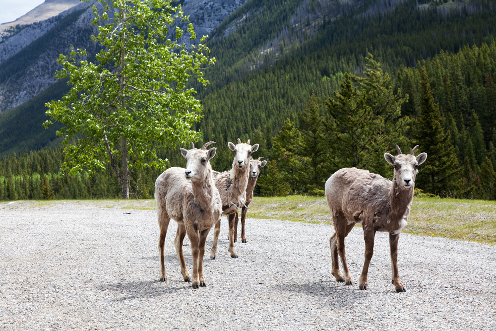 De bighorn sheep zijn behoorlijk nieuwsgierig. Treinreis Canada, met de Rocky Mountaineer van Banff naar Vancouver