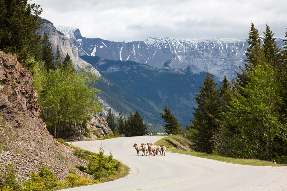 Oppassen, bighorn sheep op de weg. Treinreis Canada, met de Rocky Mountaineer van Banff naar Vancouver