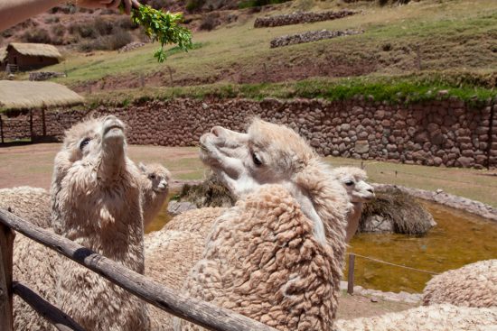 Dieren voeren op de lama boerderij tijdens je rondreis Peru, Peru, rondreis, rondreizen, vakantie, Lima, cusco, heilige vallei, hotels, tips, bezienswaardigheden, highlights, hotspots,