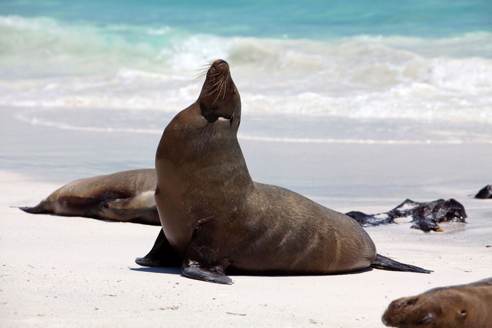 Zeeleeuw in volle glorie op EspanolaRondreis Galapagos eilanden, Ecuador, cruise, expeditie