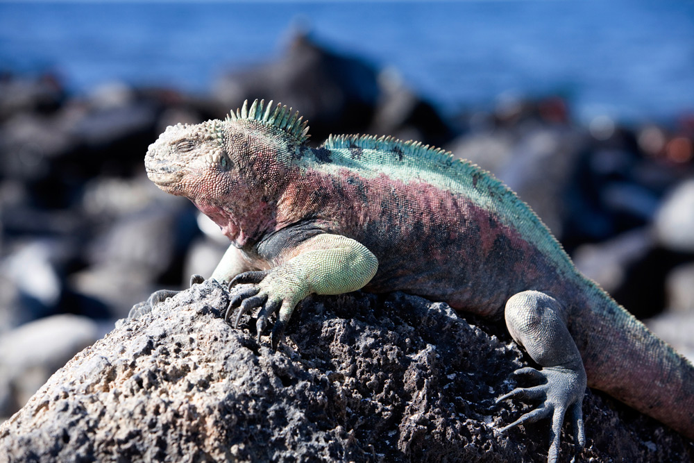 Breng een bezoek aan een unieke bestemming; kies voor de Galapagos eilanden