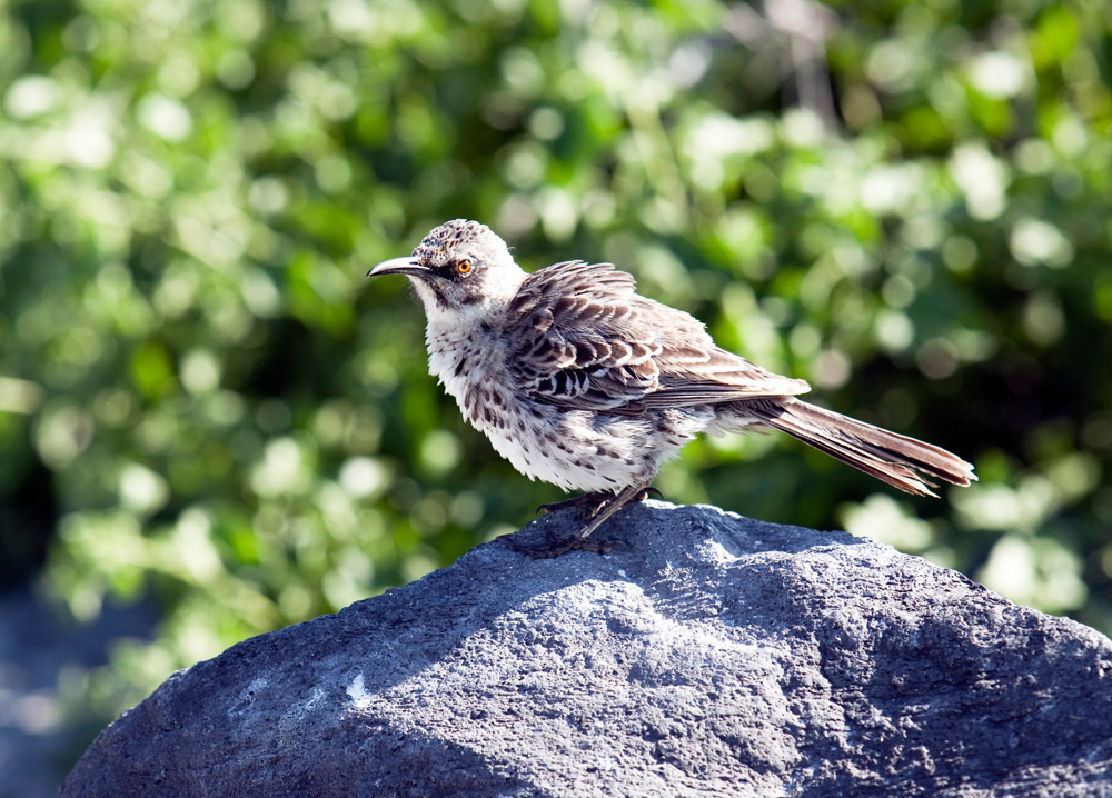 Vogeltjes kijken op Espanola, GalapagosRondreis Galapagos eilanden, Ecuador, cruise, expeditie