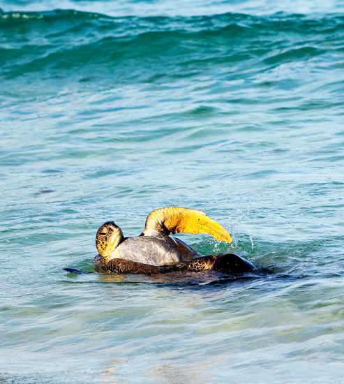 Schildpad zwemmend in de branding bij Floreana. Rondreis Galapagos eilanden, Ecuador, cruise, expeditie